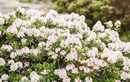 Rhododendron micranthum 'Bloombux'®