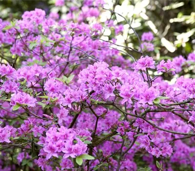 Rhododendron 'Praecox'