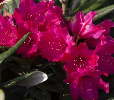 Rhododendron yakushimanum