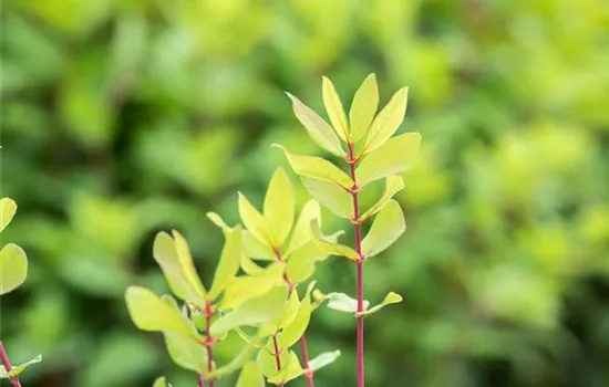 Lonicera caerulea var. kamtschatica