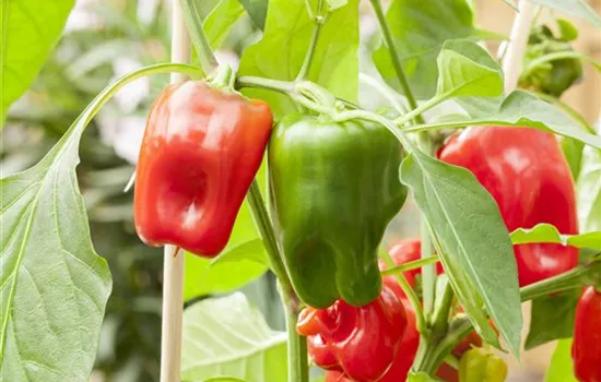 Capsicum annuum 'Pick a Pep'®