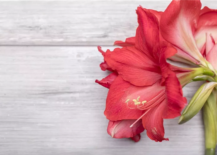 Amaryllis weiterpflegen