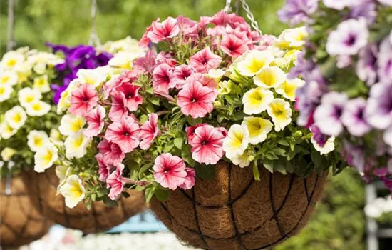 Petunia 'Potunia'®