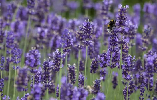 Lavandula angustifolia, blau