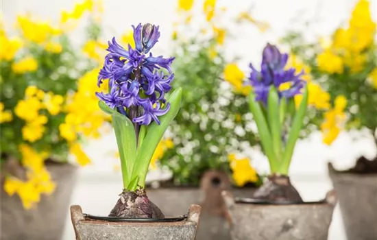 Hyacinthus orientalis