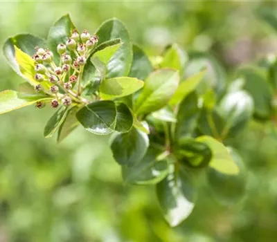 Aronia melanocarpa