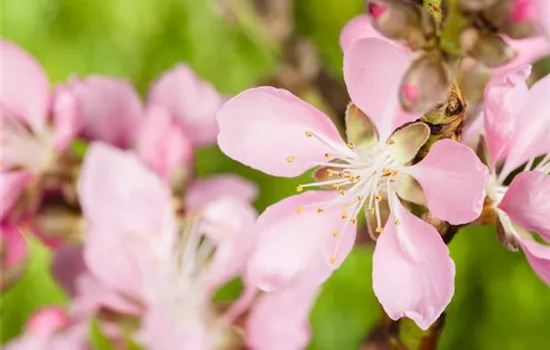 Nüsse und Schalenfrüchte aus Ihrem Garten